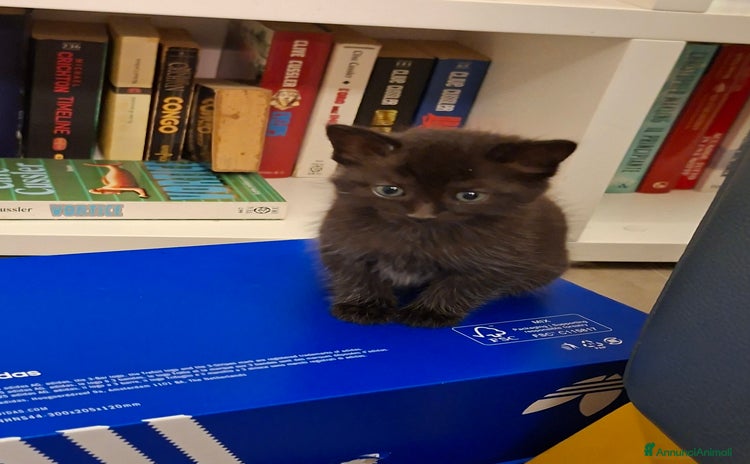 Meticcio gatti - Annuncio 13