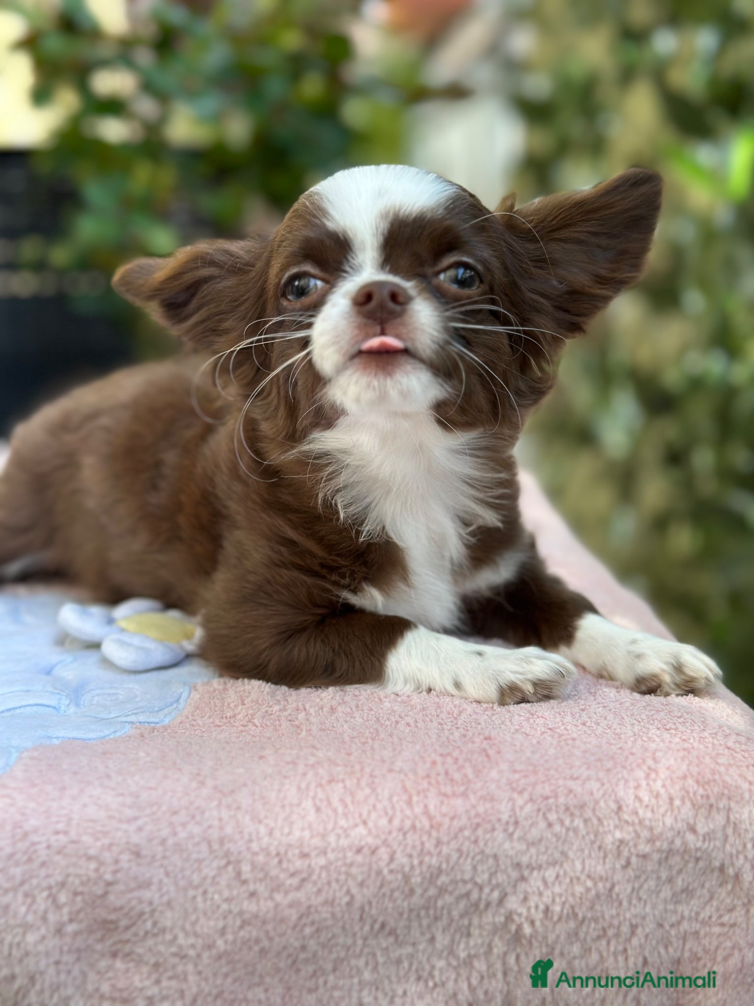 Chihuahua cani Chihuahua pelo lungo  - Annuncio 2