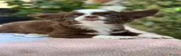 Chihuahua cani in vendita: Chihuahua pelo lungo  a Città Metropolitana di Napoli - Annuncio 2