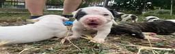 Bulldog cani in vendita: American Bulldog - Annuncio 14