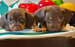 Bassotto cani in vendita: bassotto tedesco presunta taglia caninchen a Provincia di Asti - Immagine 5