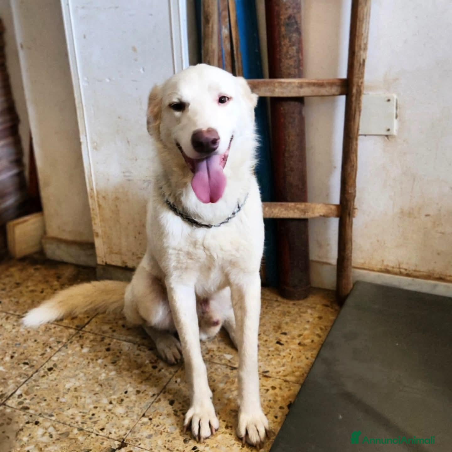 Meticcio cani Liam 4anni ok gatti DAL RIFUGIO AL GARAGE!CALABRIA - Annuncio 24