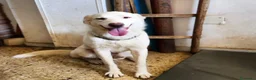 Meticcio cani in regalo: Liam 4anni ok gatti DAL RIFUGIO AL GARAGE!CALABRIA - Annuncio 1