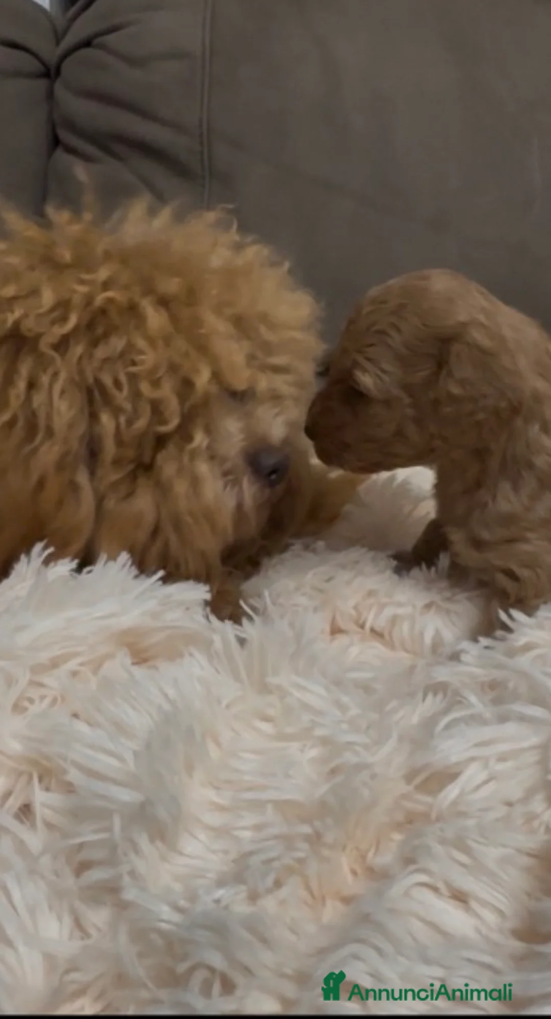 Barboncino cani in vendita: Barboncino nano❤️🐻 - Annuncio 5