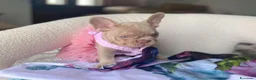 Bulldog Francese cani in vendita: Splendidi cuccioli Bulldog Francese - Annuncio 8
