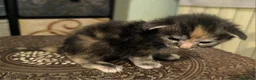 Maine Coon gatti in vendita: Cuccioli di Maine Coon linea russa  - Annuncio 8