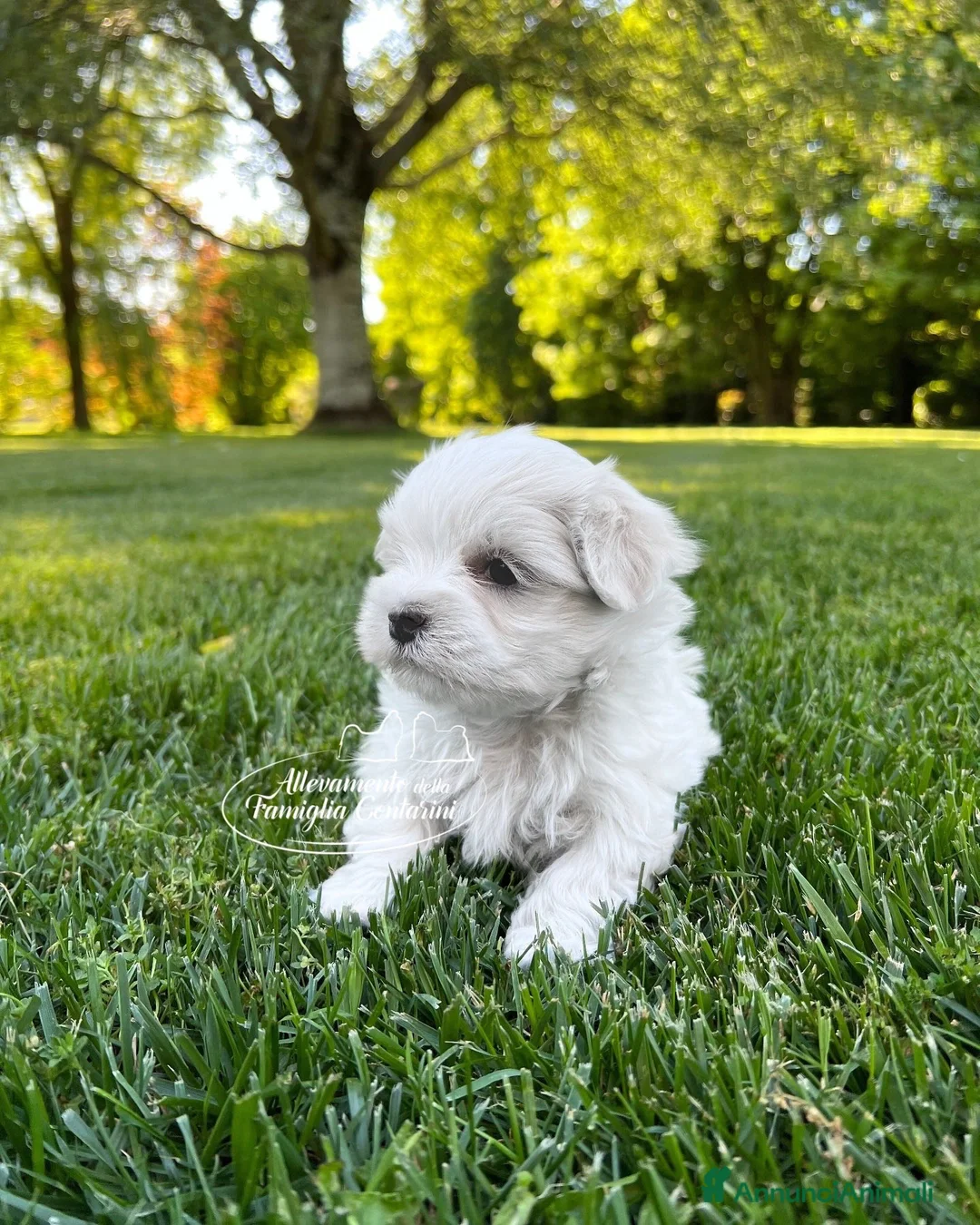 Maltese cani in vendita: Maltesi cuccioli a Città metropolitana di Milano - Annuncio 4