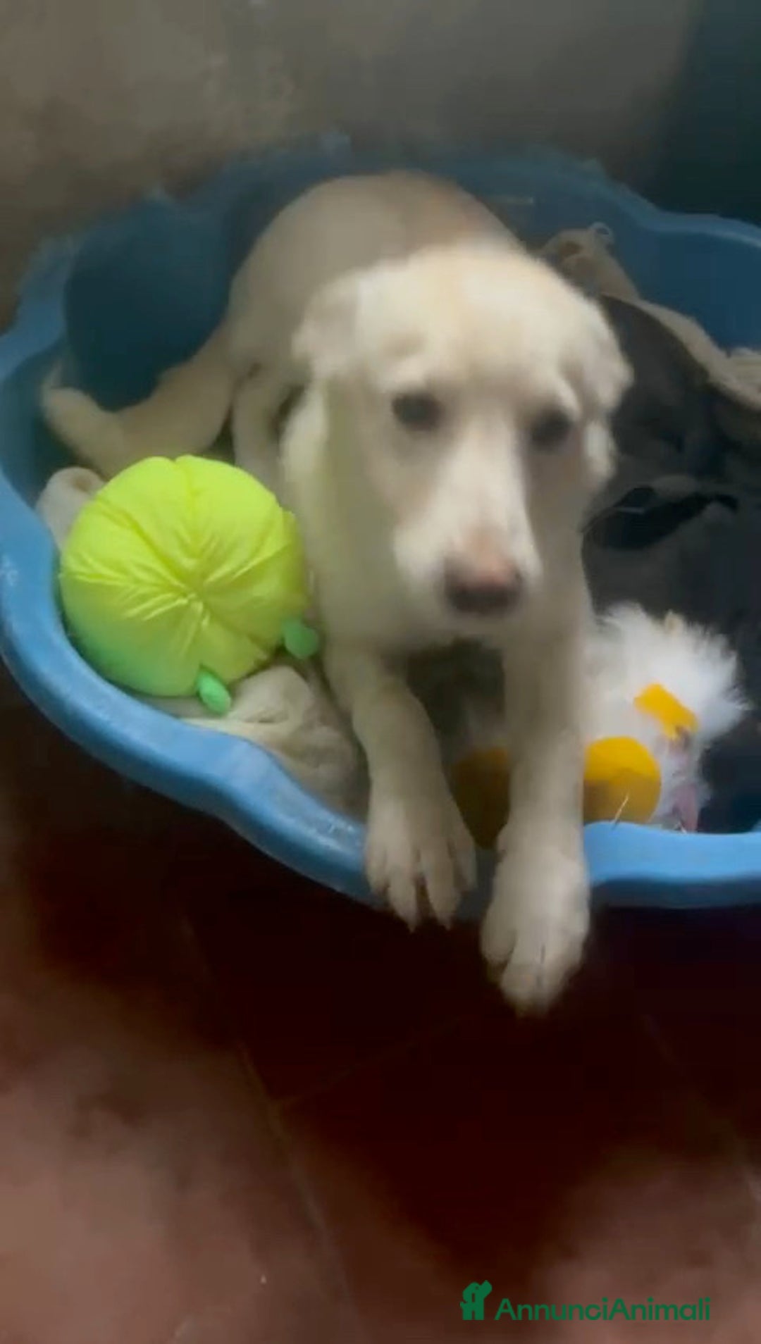 Meticcio cani in regalo: Zoomy cucciola di 8 mesi tg medio piccola  - Annuncio 6