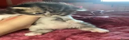 Scottish gatti in vendita: cucciola scottish rabbi con bianco - Annuncio 7