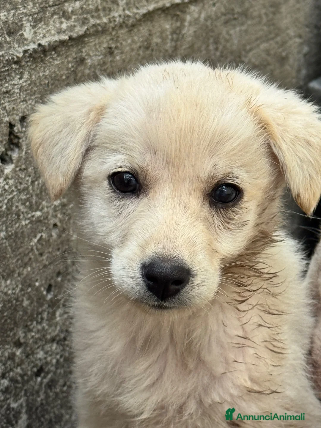 Meticcio cani in regalo: CeCe cucciola taglia media socievole - Annuncio 2