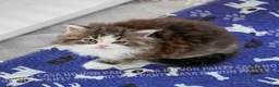 Scottish gatti in vendita: Cuccioli Scottish Highland con Pedigree - Annuncio 3