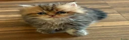 Persiano gatti in vendita: Dolcissimo cucciolo di persiano, golden - Annuncio 3