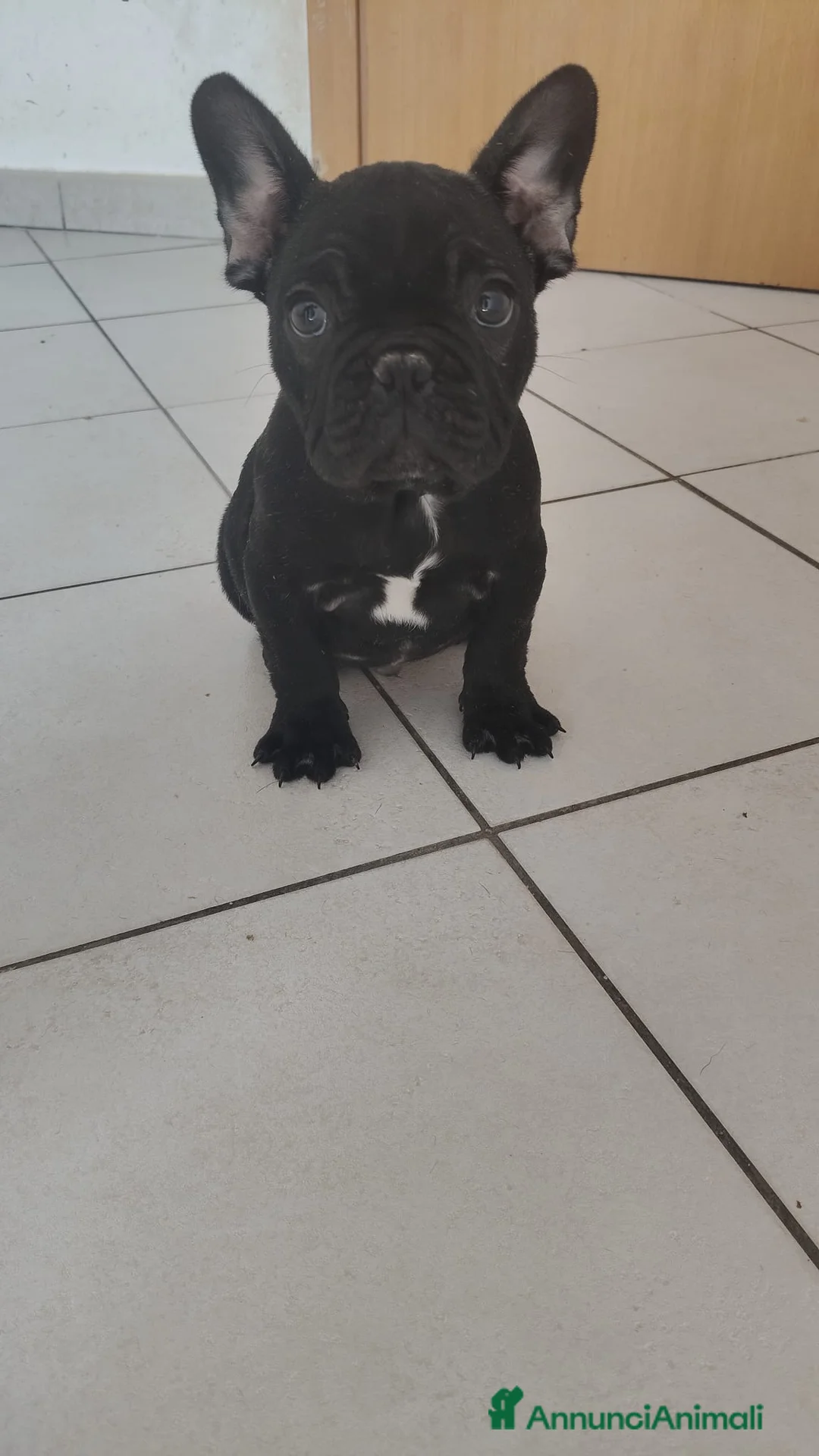 Bulldog Francese cani in vendita: Bulldog francese  - Annuncio 2