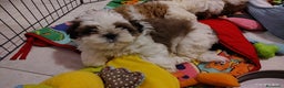 Shih Tzu cani in vendita: Splendidi cuccioli di schitzu con pedigree  - Annuncio 7