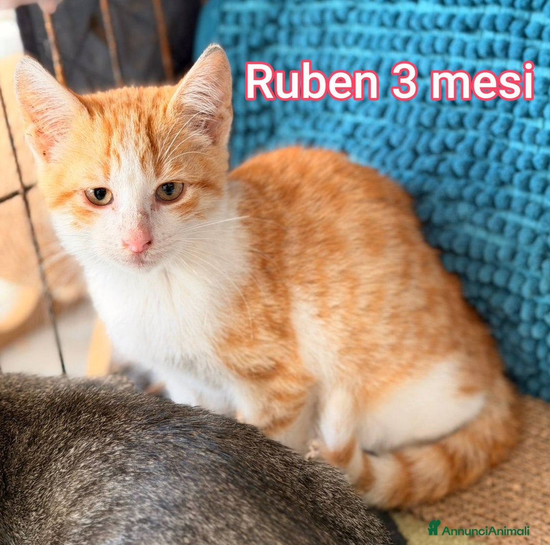 Europeo gatti in regalo: MICINI ABBANDONATI! URGENTE  - Annuncio 2