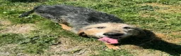 Segugio cani in regalo: Athos 5 anni segugio pelo ruvido - Annuncio 3