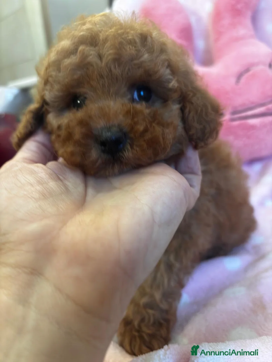 Barboncino Toy cani in vendita: Barboncini toy fulvi  - Annuncio 4