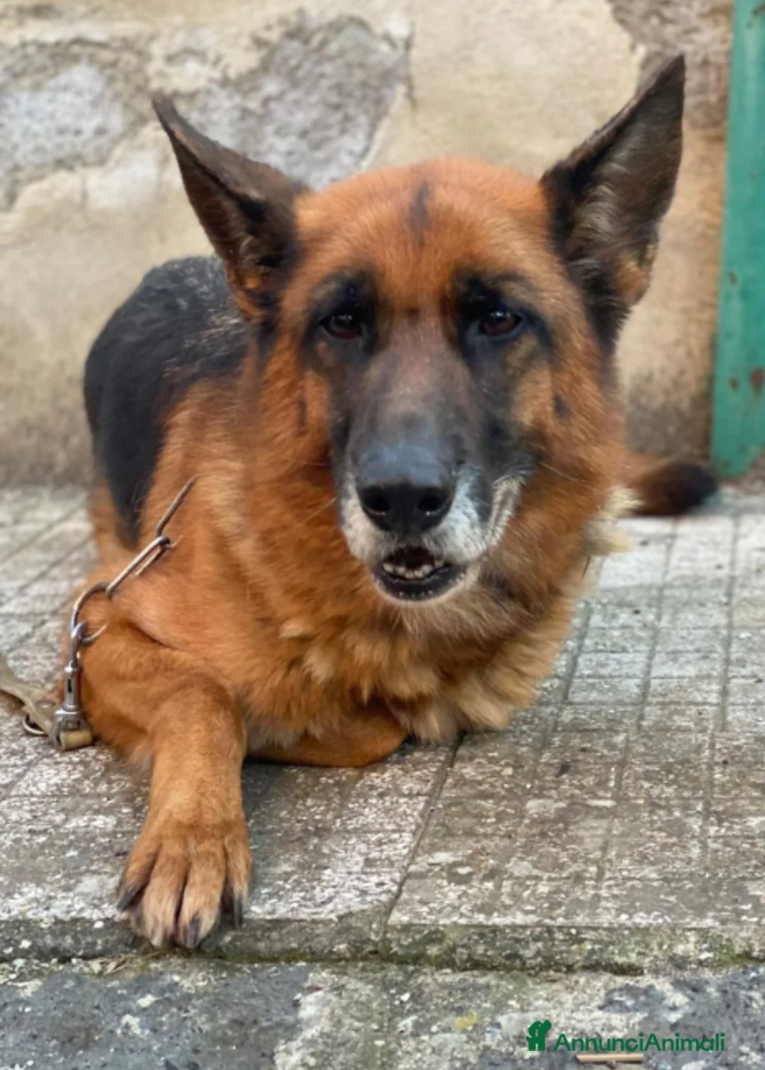 Pastore Tedesco cani in regalo: Pastore Ted. femmina 5anni e 1/2 rimasta sola SUD - Annuncio 2