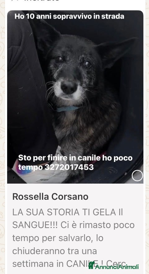 Meticcio cani ADOZ.DEL CUORE: una storia cheti gelerà il sangue! - Annuncio 21