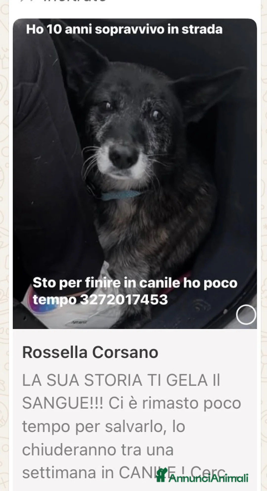 Meticcio cani in regalo: ADOZ.DEL CUORE: una storia cheti gelerà il sangue! - Annuncio 1