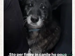 Meticcio cani ADOZ.DEL CUORE: una storia cheti gelerà il sangue! - Annuncio 21
