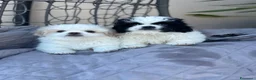 Pechinese cani in vendita: Cuccioli pechinese 2 femmine - Annuncio 1