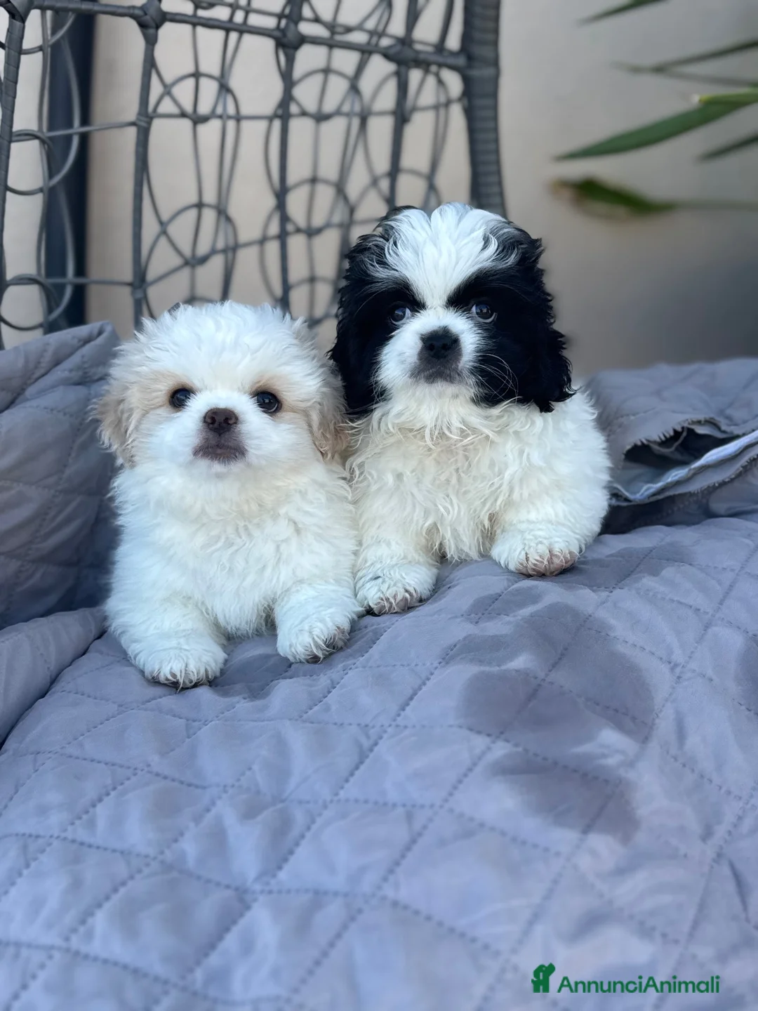 Pechinese cani in vendita: Cuccioli pechinese 2 femmine - Annuncio 1