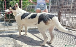 Meticcio cani in regalo: BALU', cerca casa - Immagine 2