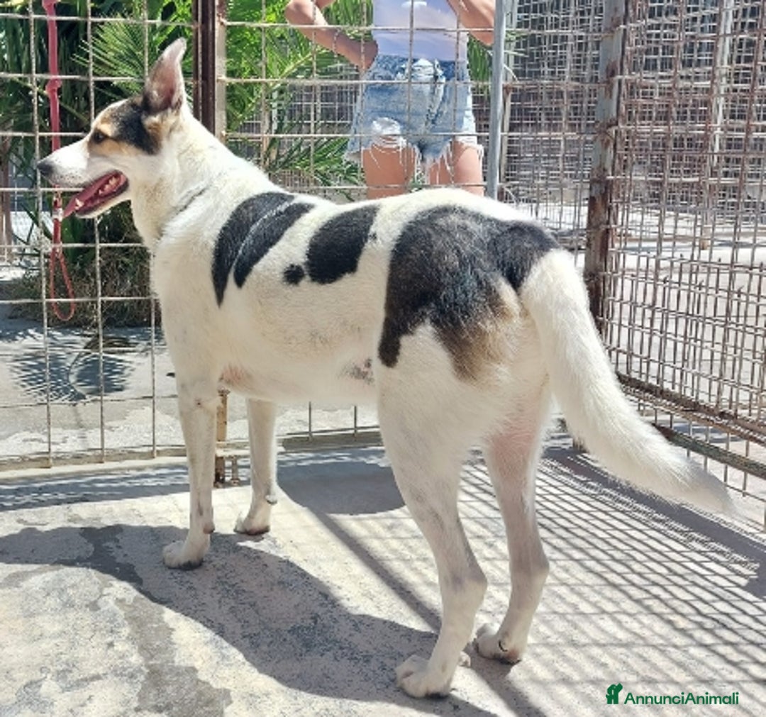 Meticcio cani in regalo: BALU', cerca casa - Immagine 2