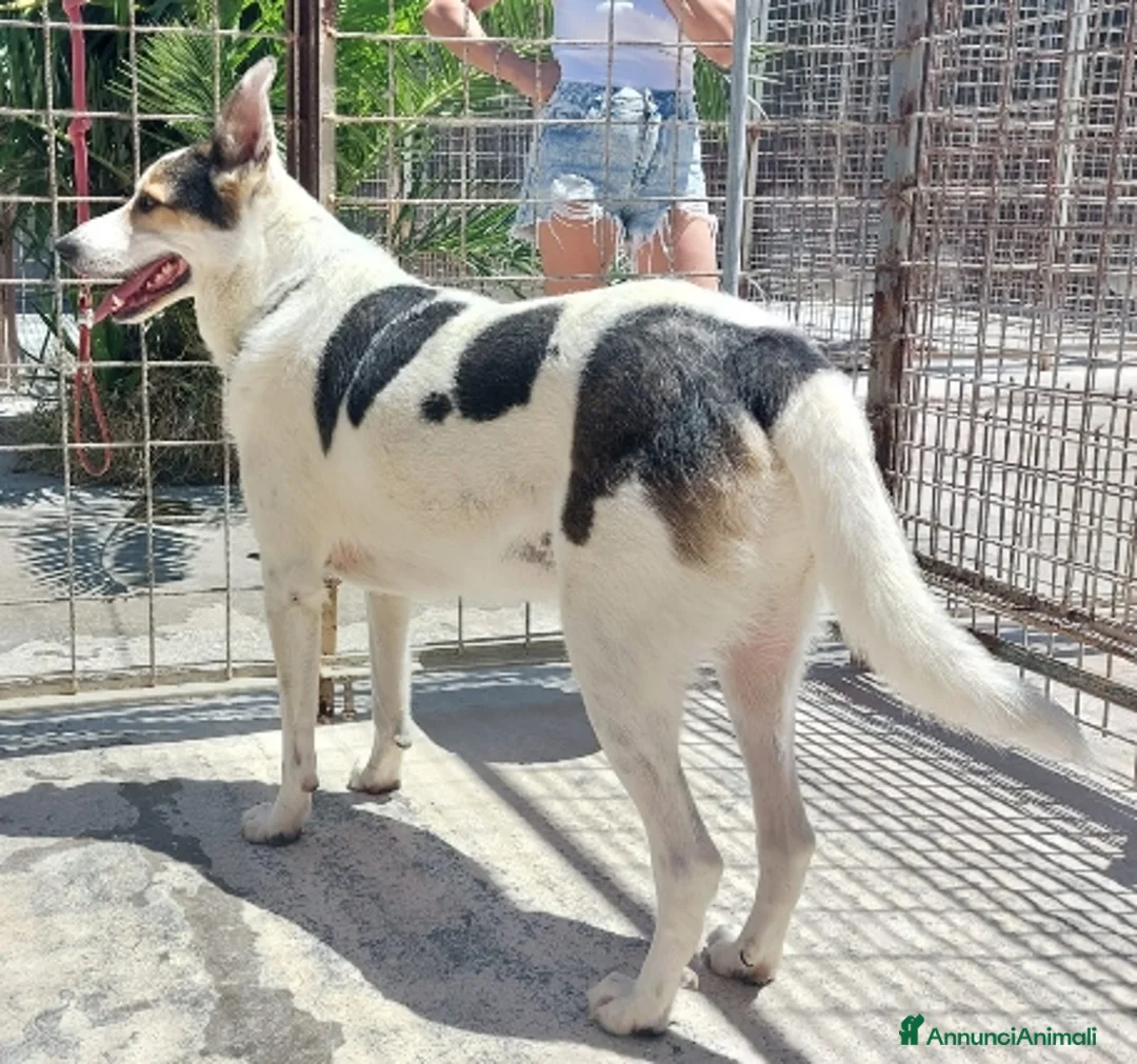 Meticcio cani in regalo: BALU', cerca casa - Annuncio 2