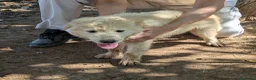 Meticcio cani in regalo: Cuccioli meticci cercano casa - Annuncio 8