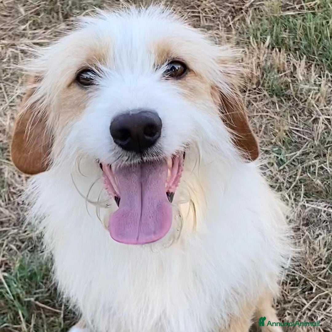 Meticcio cani in regalo: Leone spinoncino cerca adozione - 3 anni - Annuncio 4