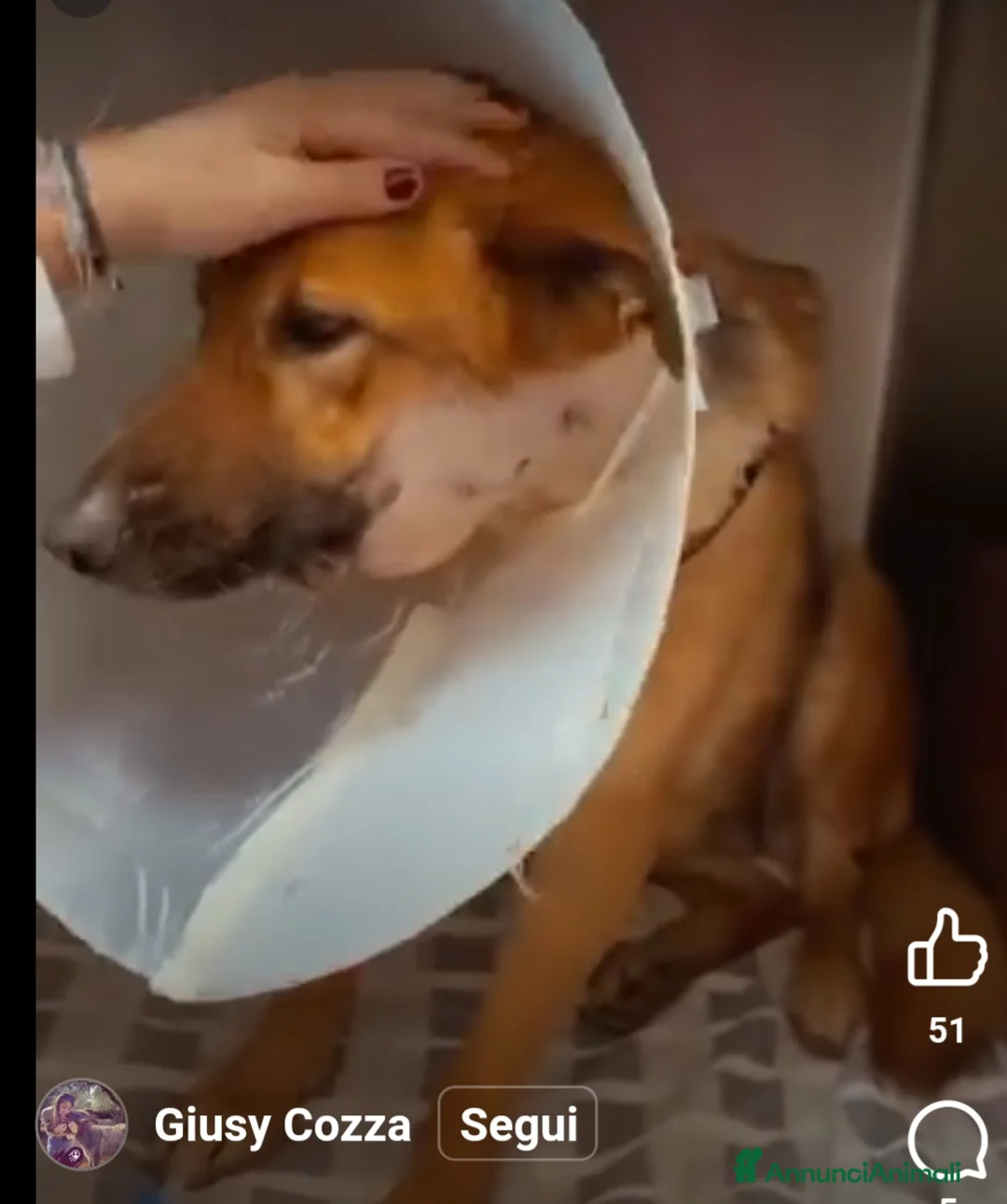 Pastore Tedesco cani in regalo: Pastore femmina 6anni operata d'urgenza!BARI URGE - Annuncio 2