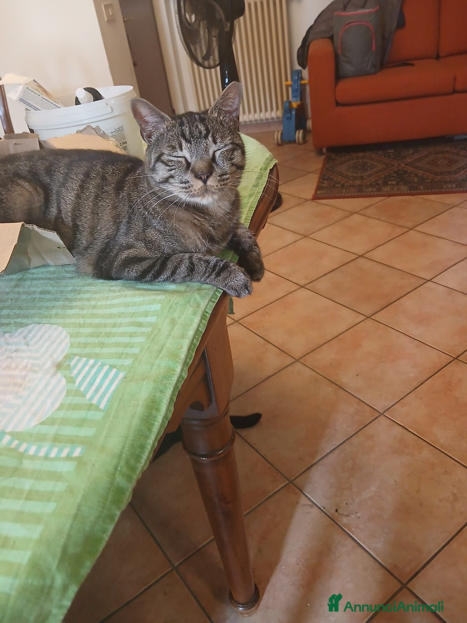 Meticcio gatti GATTI ADULTI E GATTINI PICCOLI - Annuncio 8