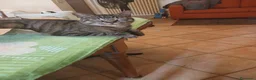 Meticcio gatti in regalo: GATTI ADULTI E GATTINI PICCOLI a Provincia di Piacenza - Annuncio 5