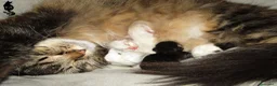 Siberiano gatti in vendita: Cuccioli gattini siberiani - Annuncio 3