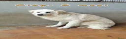 Meticcio cani in regalo: CIP e CIOP cuccioloni tg mediogrande - Annuncio 2