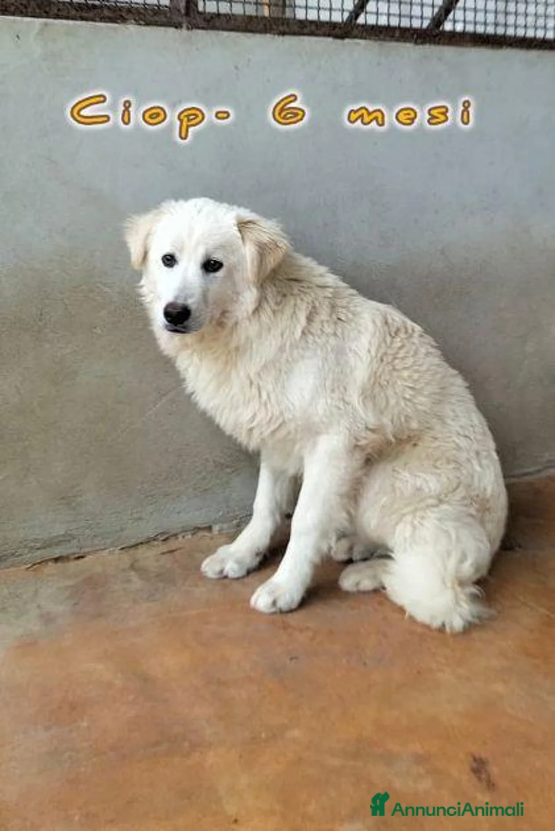 Meticcio cani in regalo: CIP e CIOP cuccioloni tg mediogrande - Annuncio 2