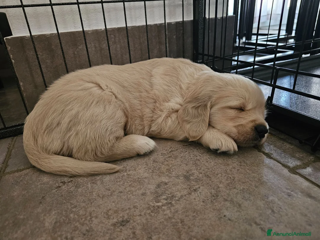 Golden Retriever cani in vendita: Cuccioli Golden Retriever  - Annuncio 1