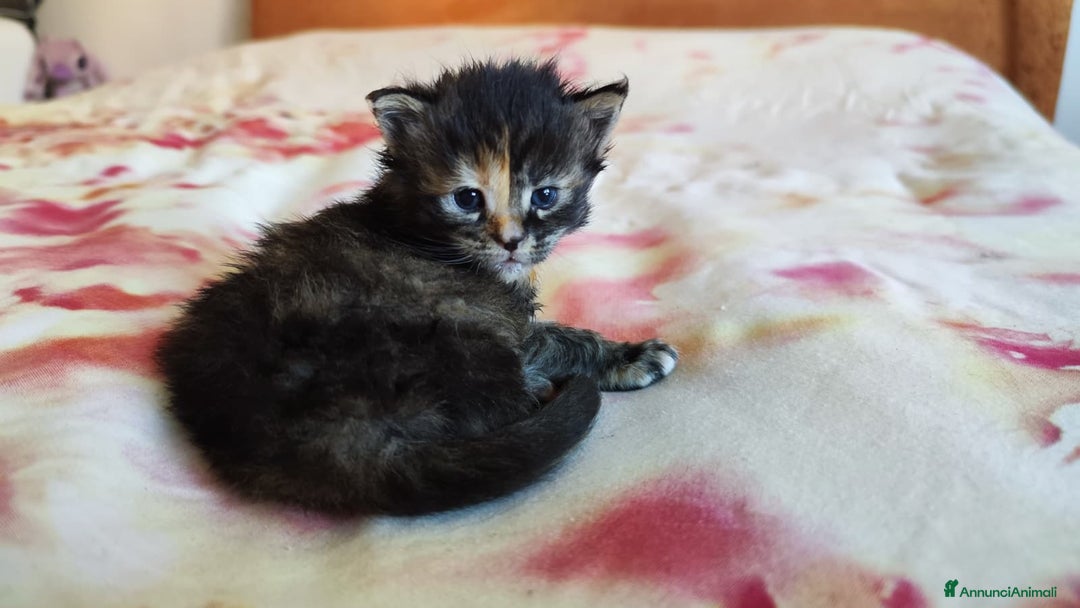 Maine Coon gatti in vendita: Cuccioli Maine Coon  - Annuncio 4