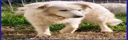 Meticcio cani in regalo: UFFA bellissima giovane a Provincia di Bergamo - Annuncio 4