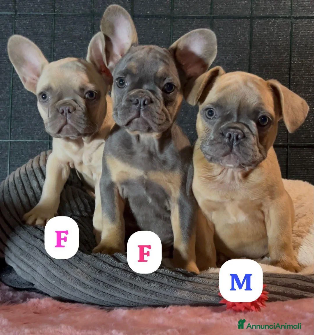 Bulldog Francese cani in vendita: Buldog - Annuncio 2