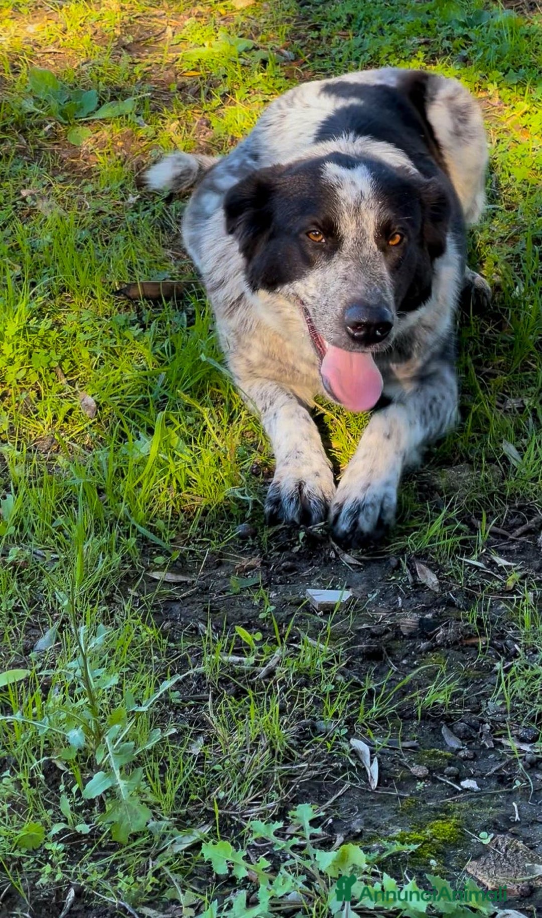 Meticcio cani in regalo: SERENA 🩷 - super cucciola mix pastore, cerca casa - Annuncio 5