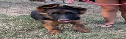 Pastore Tedesco cani in vendita: Cuccioli da esposizione  - Annuncio 12