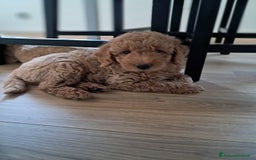 Barboncino cani in vendita: Cuccioli barboncino disponibili  a Provincia di Belluno - Immagine 4