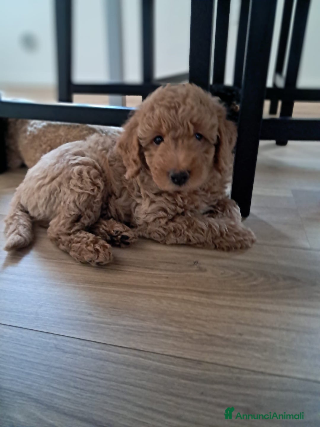 Barboncino cani in vendita: Cuccioli barboncino disponibili  a Provincia di Belluno - Immagine 4