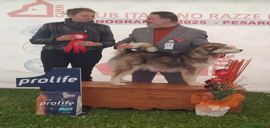 Immagine della galleria {{count}}