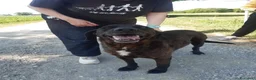 Meticcio cani in regalo: Franz dolcissimo simil labrador cioccolato a Provincia di Piacenza - Annuncio 4