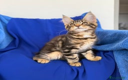 Maine Coon gatti in vendita: Cucciola di Maine coon disponibile  a Provincia di Novara - Immagine 2