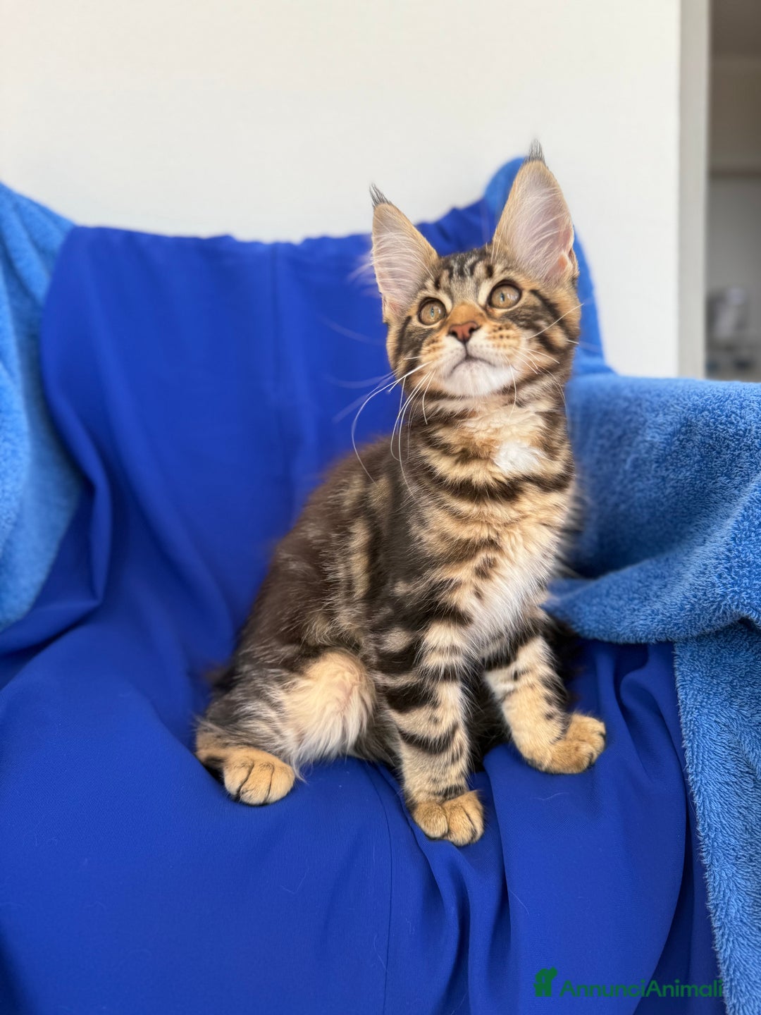 Maine Coon gatti in vendita: Cucciola di Maine coon disponibile  a Provincia di Novara - Immagine 2